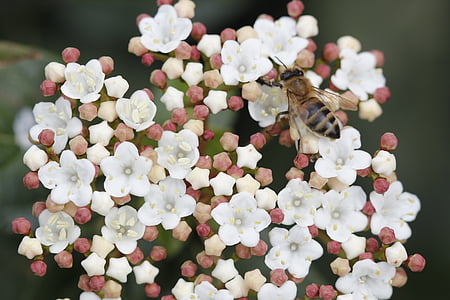 Bee, blomma, naturen, våren, Anläggningen, Stäng, flygande bin