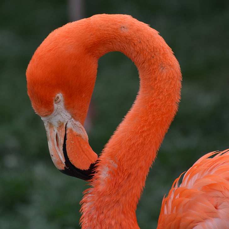 Flamingo, zvíře, pták, růžová, zobák, volně žijící zvířata, Příroda