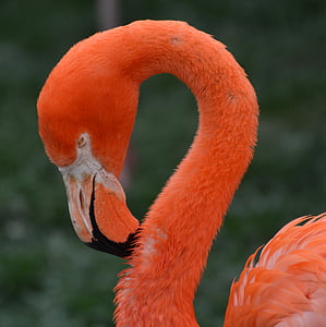 flamingo, animal, bird, pink, beak, wildlife, nature