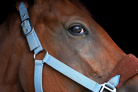 horse, eye, animal, brown, bridle, animal Head, stallion