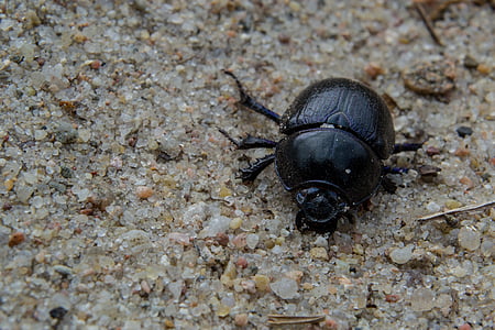 anoplotrupes stercorosus, forest dung beetle, nature, animal