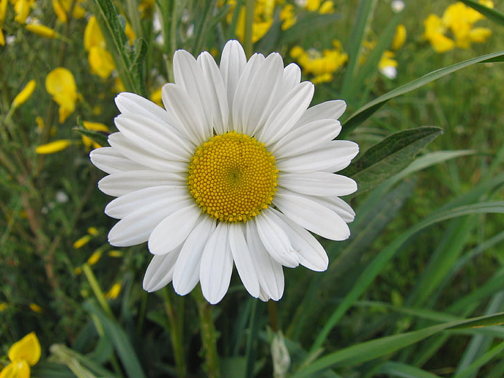 Marguerite, Daisy, vàng trắng, nở hoa, Blossom, thực vật, nhụy hoa