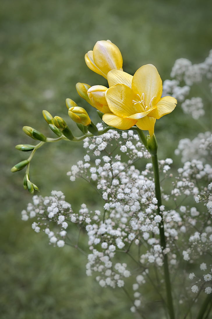 sia, bunga, kuning, bunga, bunga kuning, schnittblume, Gypsophila