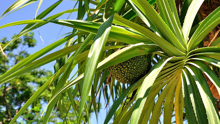 tropiske planter, ananas, blå himmel