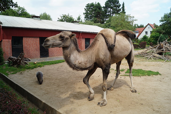 kamel, dyrehage, Braunschweig, natur, pattedyr, zweihoeckriges, Camel riders