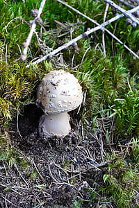 perlpilz, young, white, forest, nature, fungus, mushroom