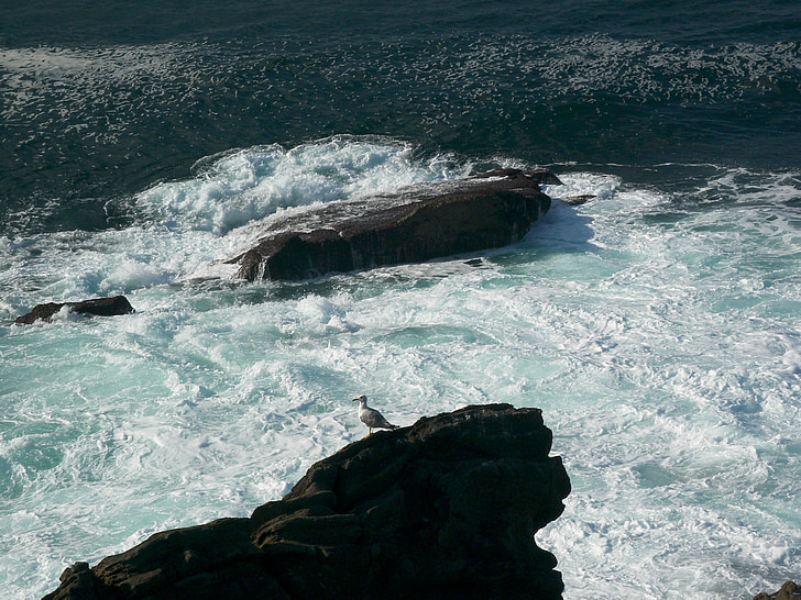 rocas, mar, Seagull, naturaleza, Costa de Cantabria