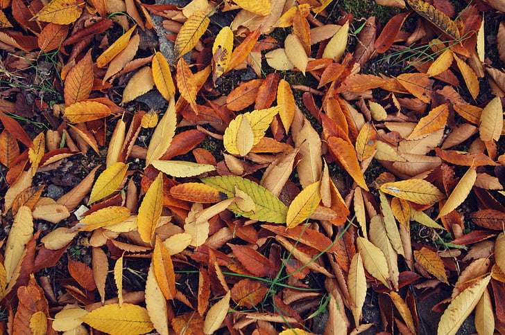 daun musim gugur, musim gugur, daun, kayu, daun, daun