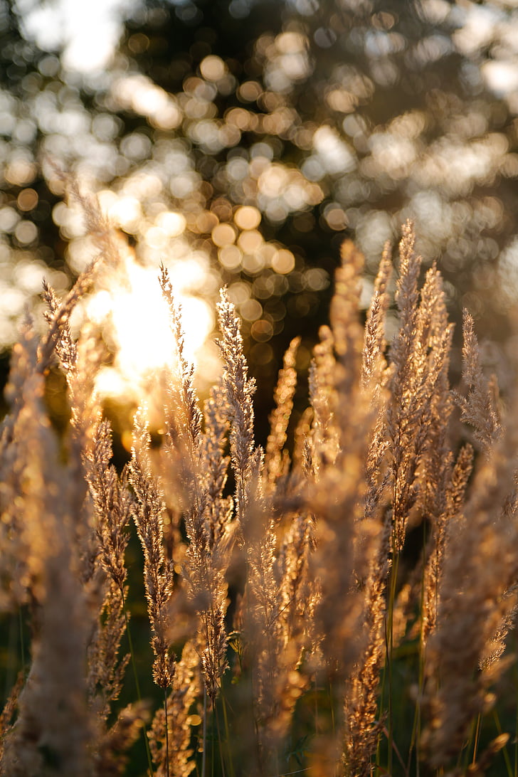 close-up, depth of field, grass, plant, nature, gold Colored, summer