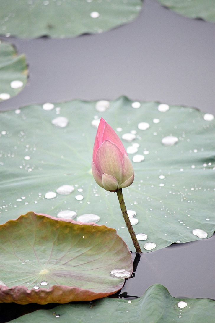 Lotus, blomst, bud, natur, plante, Zen, Lily