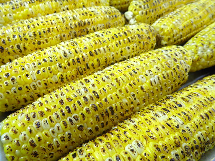 corn, grilled, corn cob, maize cob, corn kernels, ears, food