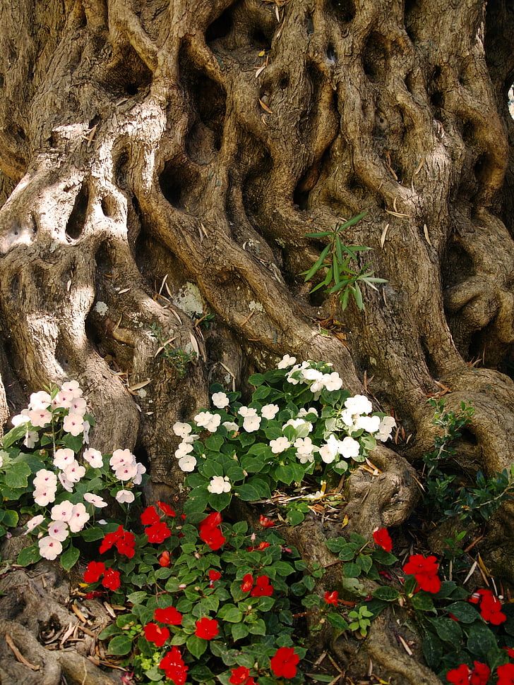 puu, root, kuori, Flora, kukat, rakenne, puu