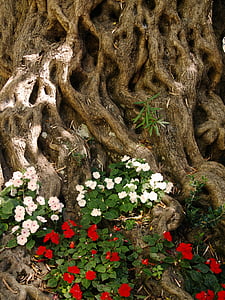 madeira, raiz, crosta, Flora, flores, textura, árvore