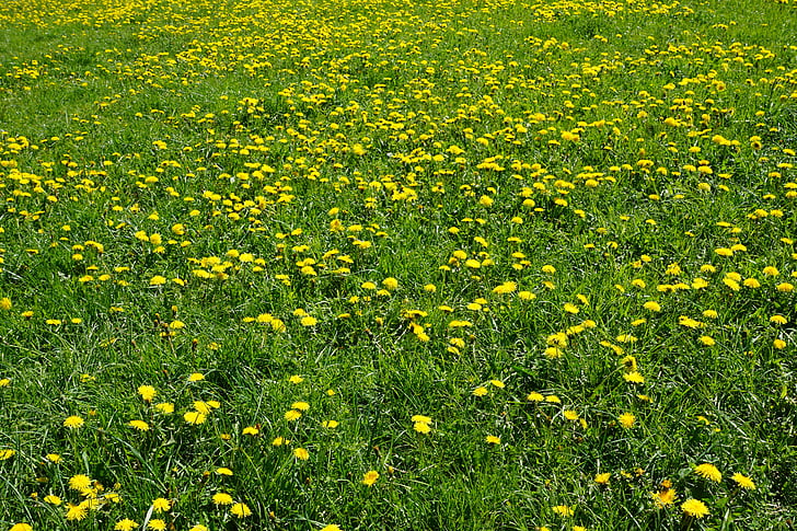 meadow, yellow, green, field, nature, dandelion
