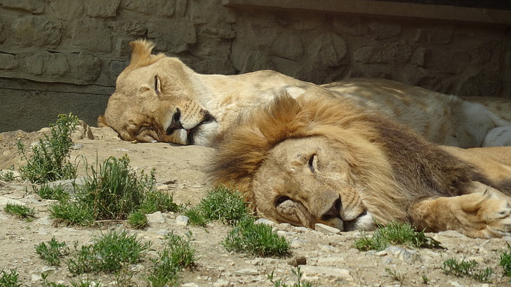 Lion, paire, Zoo, lionne, partenaire, crinière, femmes Lion