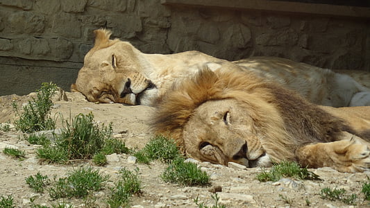 Лъв, двойка, Зоологическа градина, лъвица, партньор, грива, Женски лъв