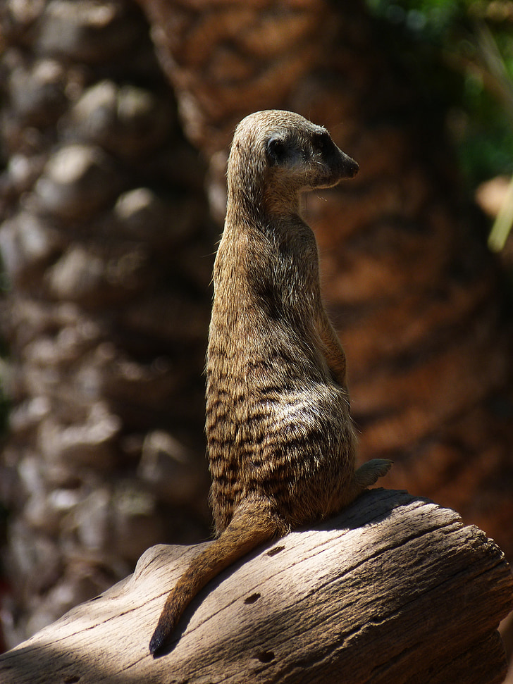meerkat, animals, nature, bioparc