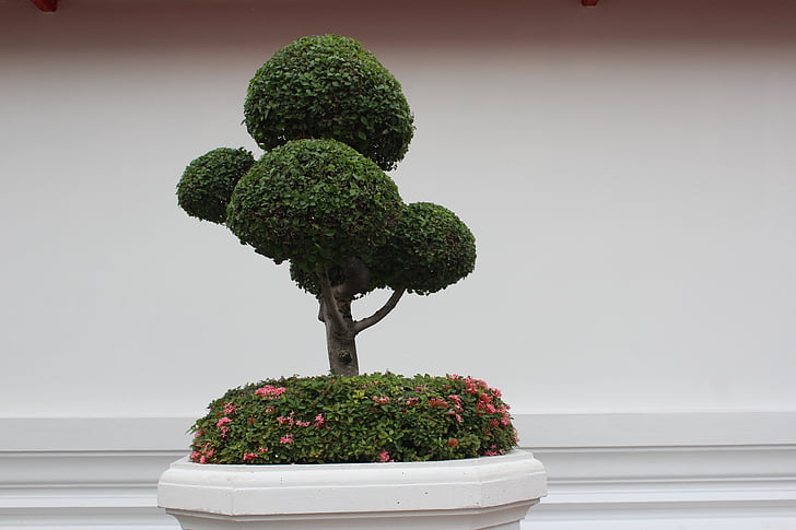 bonsaje strom, strom, Bonsai, Bürgerův, Hrnková rostlina, malé