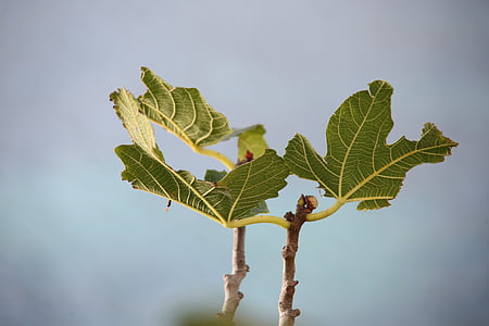 figovník, Leaf, Zelená, strom, Figový list, dôsledky, figy