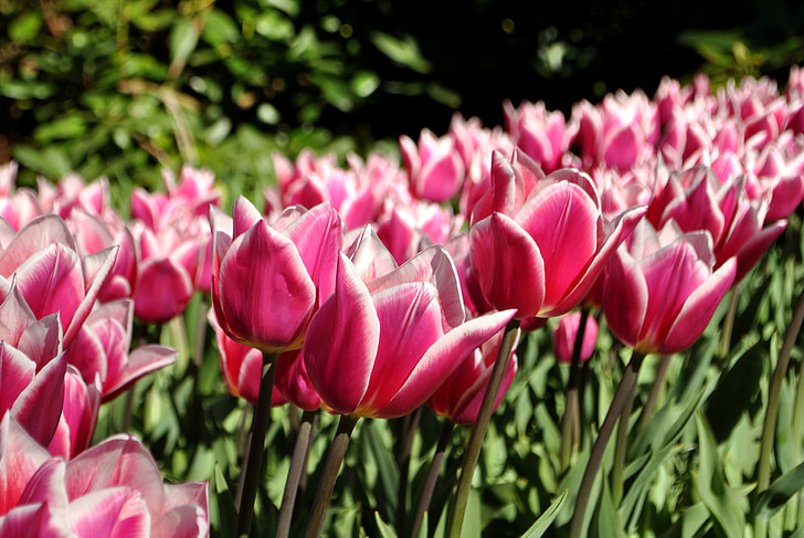 tulipanes, primavera, Holanda, flores, naturaleza, cama, Tulip
