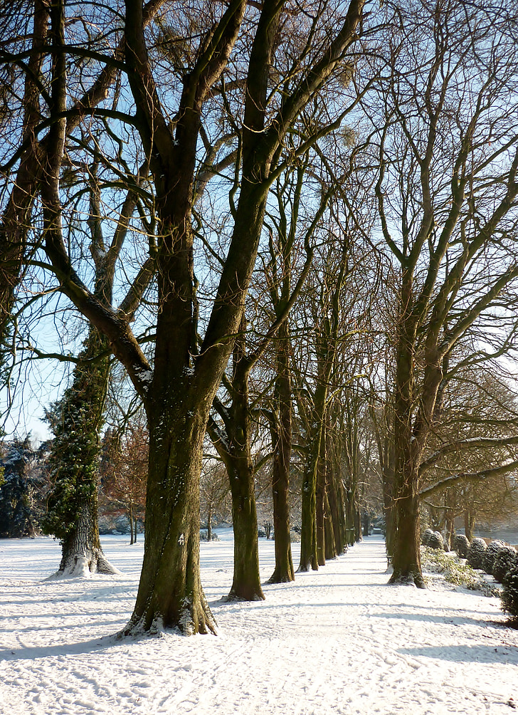winter, snow, trees, tree lined avenue, park, ratingen
