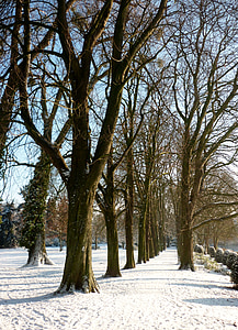 зимни, сняг, дървета, дърво облицовани булевард, парк, Ratingen