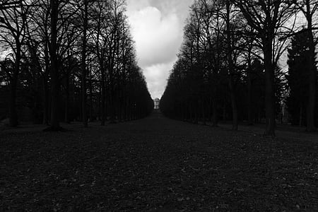 en blanco y negro, Alemania, Parque, árbol, naturaleza, bosque, blanco y negro