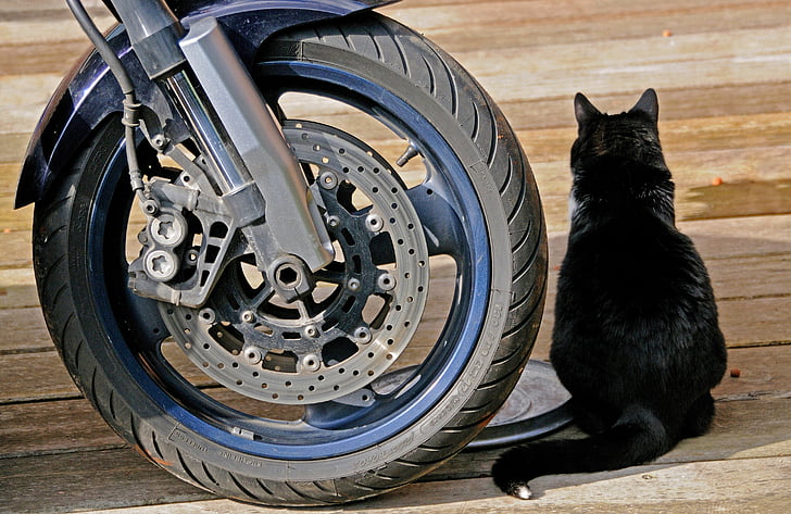 motocykel, koleso, mačka, pneumatiky, Domáce zvieratá, mačka domáca, jedno zviera