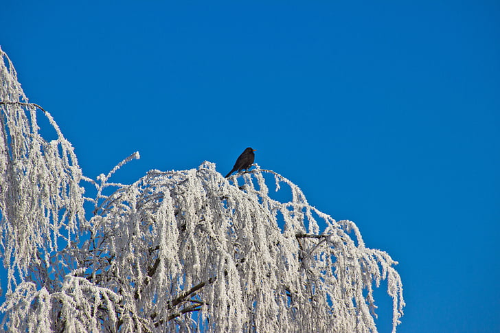 winter, hoarfrost, bird, cold, frost, tree, nature