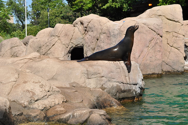 fur seal, zoo, seal, nature, training, dolphinarium