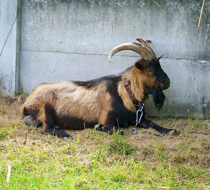 brown goat buck, ruminating goat, resting male goat