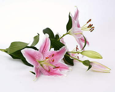 lily, blossom, bloom, flower, pink, white, green