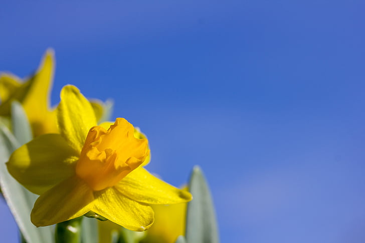 lirios de Pascua, Semana Santa, cielo azul, primavera, flor, naturaleza, amarillo