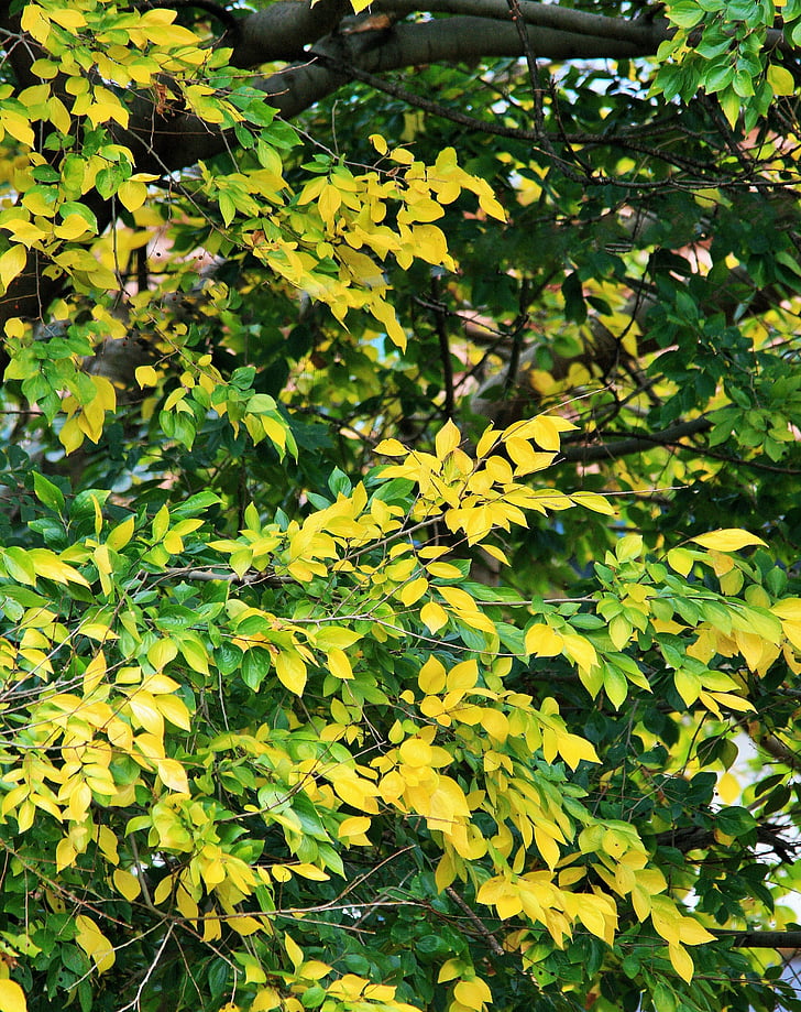 coloració groguenca fulles, fulles, verd, groc, tardor, arbre, stinkwood blanca