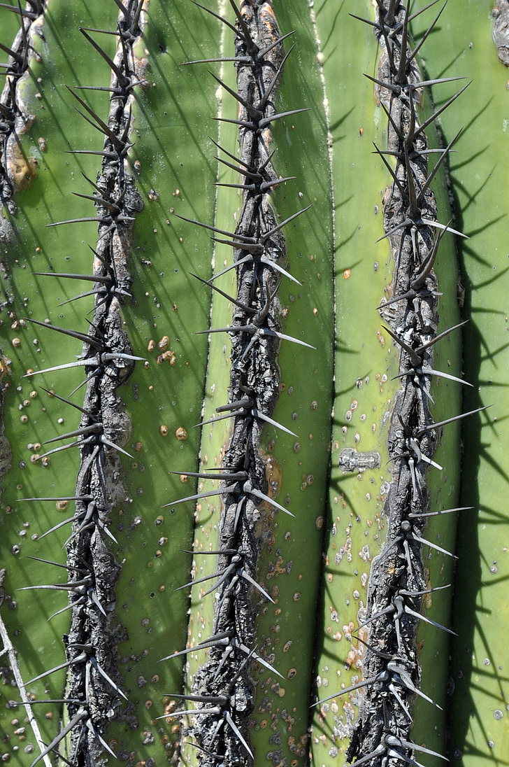 cây xương rồng, thực vật, của zapotitlan, Mexico spined kết cấu