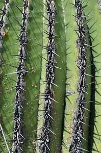 cacto, planta, de zapotitlan, México-espinhoso textura