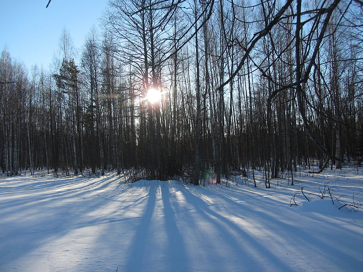 žiemą, saulėtekio, sniego, miško, medžiai