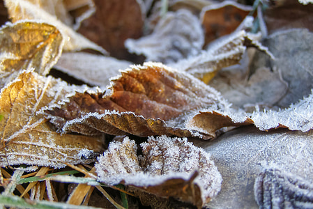 foliage, ground frost, frost, dry leaves, bronze, autumn, winter