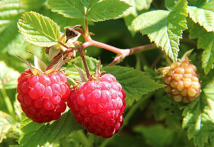 berries of a raspberry, raspberry bush, food, closeup, fruit, red, ripe
