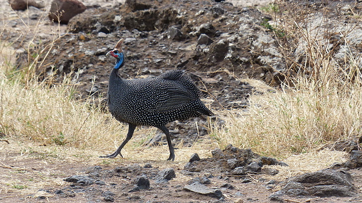 bibilici, Serengeti, Tanzania