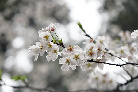 Wuhan, flor de cerejeira, flor