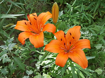 the orange one, the two clusters, many other, nature, flower, yellow, plant