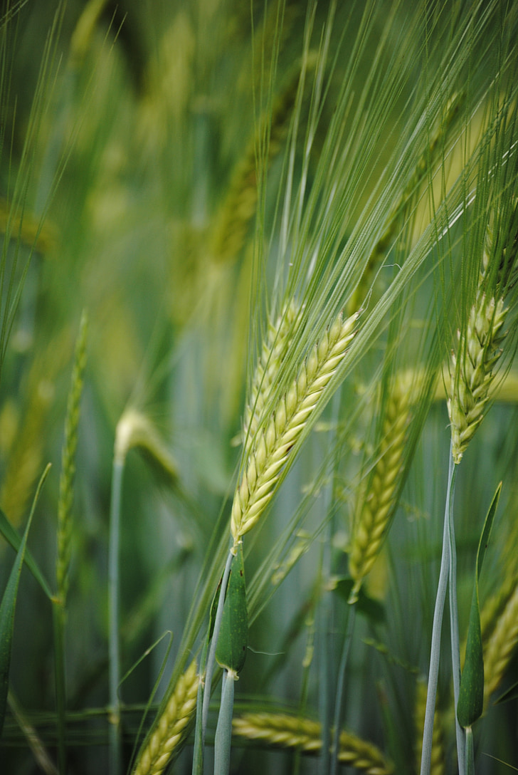 ear, cornfield, grain of wheat
