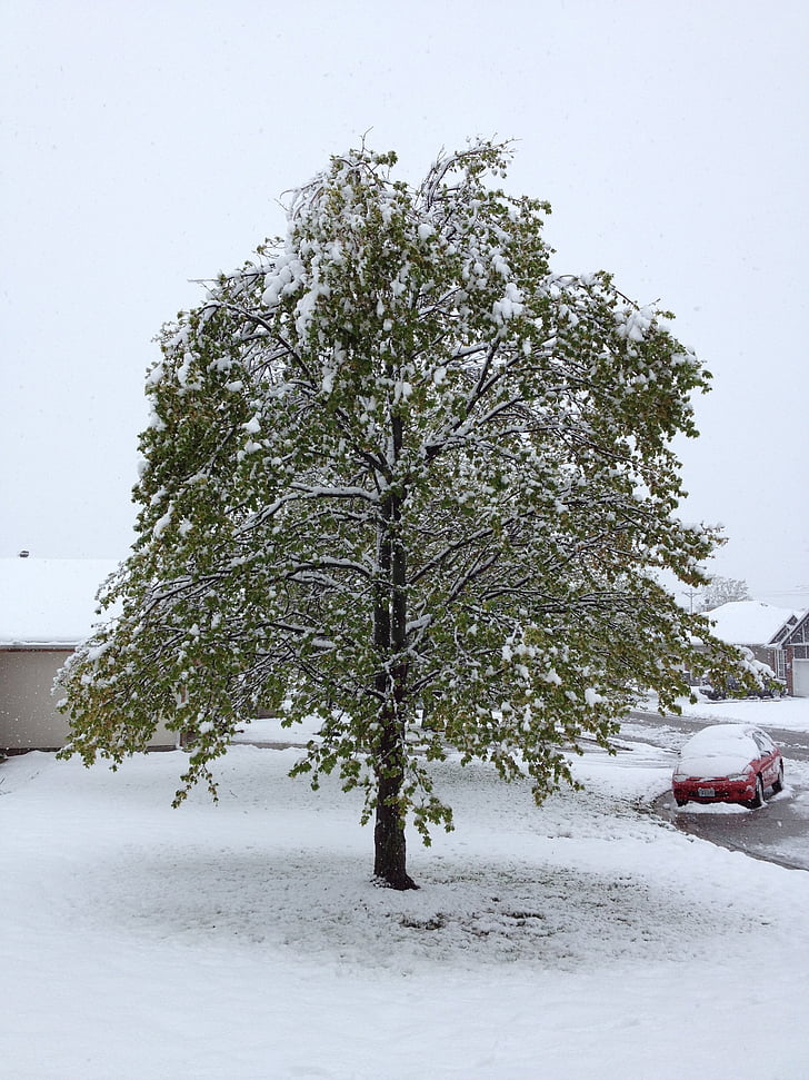 LED, sneg, pozimi, drevo
