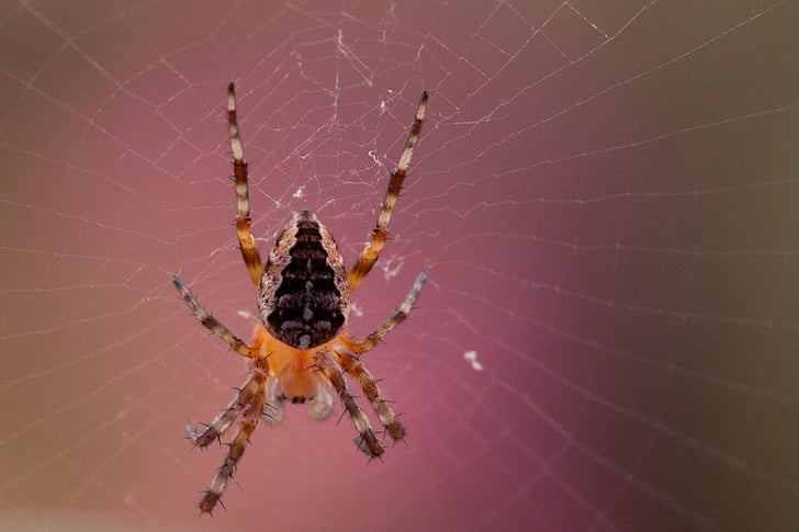 laba-laba Taman, Araneus diadematus, laba-laba, Cobweb, laba-laba makro, Tutup, hewan