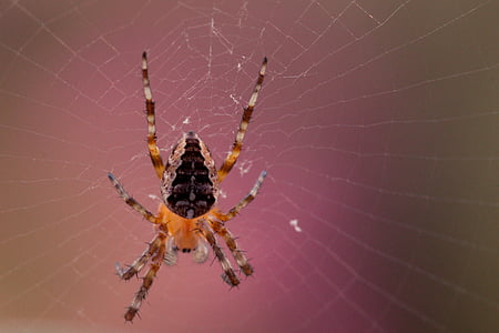 araña de jardín, Araneus diadematus, araña, tela de araña, macro de araña, cerrar, animal