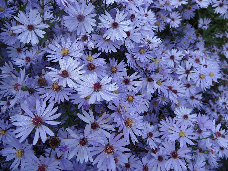 Aster, kukka, Puutarha, Luonto, violetti kukka, Syksy