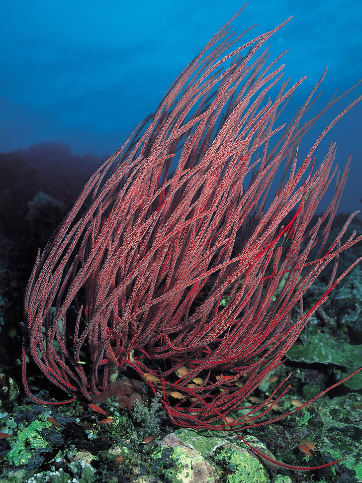 Coral, undervanns, dykking, Scuba, rød