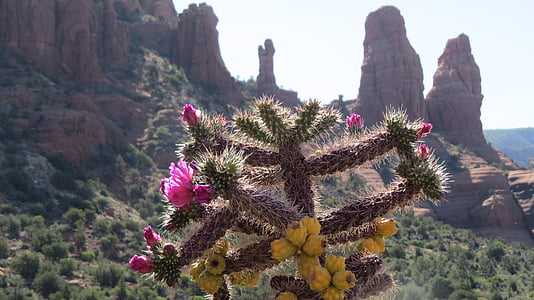 desert flowers, rock formations, landscape, mountain