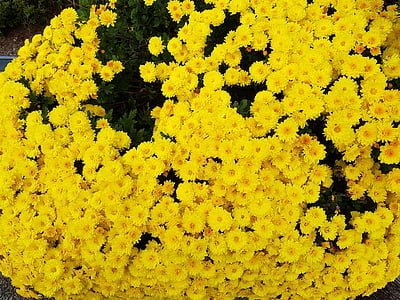 Taurus-Land, Gelbe Chrysanthemen, Herbst Blumen, Sodam Luxus, Blumen, Chrysantheme, Herbst